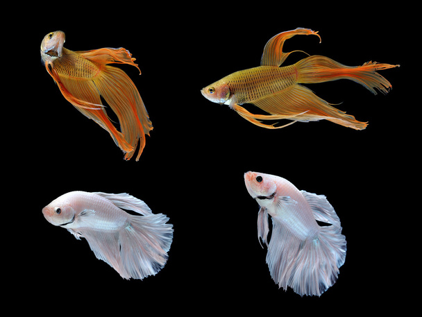 Betta pesce isolato su fondo bianco
 - Foto, immagini