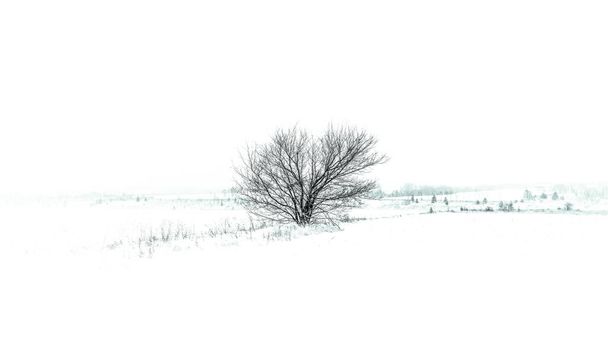 Одинокое дерево поднимается над заснеженными полями и оврагами на чистом белом фоне, высокий ключ - Фото, изображение