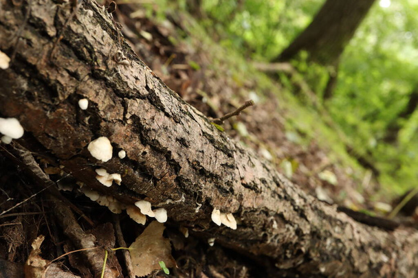 Many fungi on a dead tree - Photo, Image