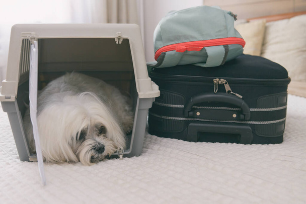 Маленький собачий мальтій у носії та сумки, що чекають на поїздку
 - Фото, зображення