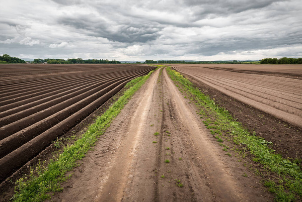 rural road among agricultural field with many rows for potato growing - Photo, Image