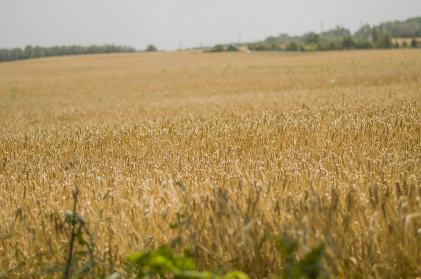 Wheat, agriculture, cereal, field, straw, yellow, food - Φωτογραφία, εικόνα