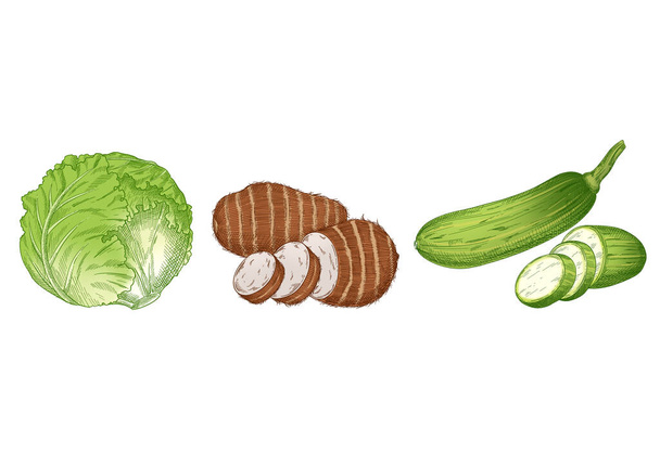 vegetable drawing of lettuce, taro and zucchini - ベクター画像