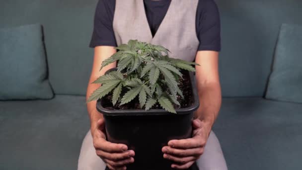 Выращивание марихуаны в открытом грунте видео семена конопли как корм
