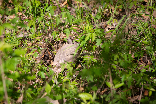 Petit armadillo à neuf bandes (Dasypus novemcinctus) cherchant des insectes dans l'herbe et les mauvaises herbes - Photo, image