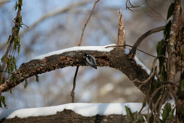 Pájaro carpintero bajito hembra (Picoides pubescens) alimentándose a lo largo del lado de un miembro cubierto de nieve - Foto, Imagen