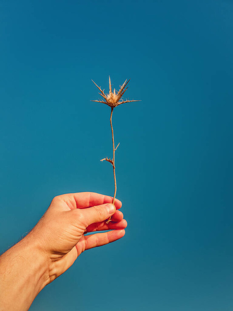 Close up person hand holding a dry thistle thorn plant over a clear blue sky background. Spiny starthistle in man arm. Fall season mood - Photo, Image