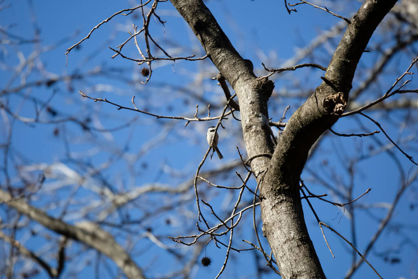 Каролинский цыпленок (Poecile carollessis), отворачивающийся от своего окуня на крышке дерева. - Фото, изображение