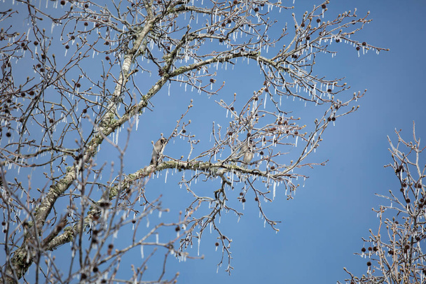 Kíváncsi kék szajkó (Cyanocitta cristata), amely a fagyos faágak mögül néz körül. - Fotó, kép