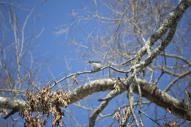 Величественный голубой джей (Cyanocitta cristata) на крышке дерева - Фото, изображение