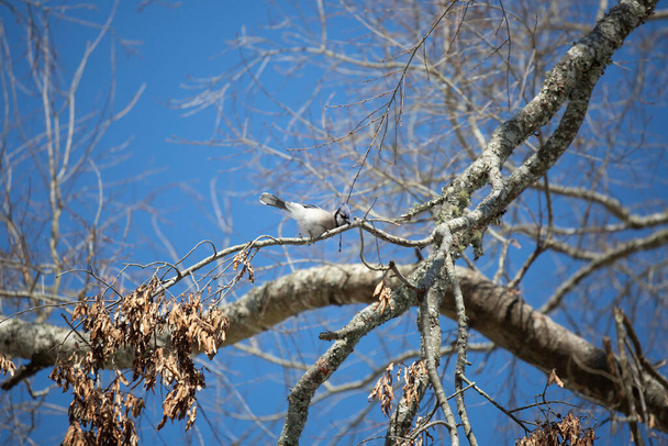 Голубая сойка (Cyanocitta cristata) затачивает клюв на ветке дерева - Фото, изображение