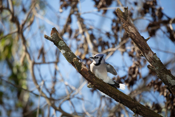 Blue jay (Cyanocitta cristata), with snow on its beak, looking out from its perch on a tree branch - Фото, изображение
