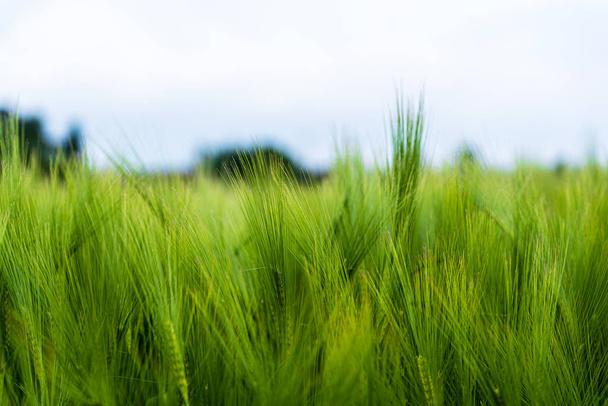 A selective focus of young green wheat in a field against a blurred background - Foto, Imagen