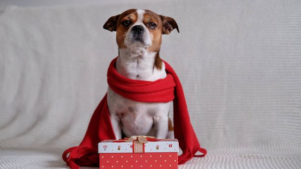 Chihuahua chien en écharpe rouge avec cadeau de Noël. - Photo, image