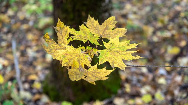 Žluté javorové listy v lese na rozmazaném pozadí. - Fotografie, Obrázek
