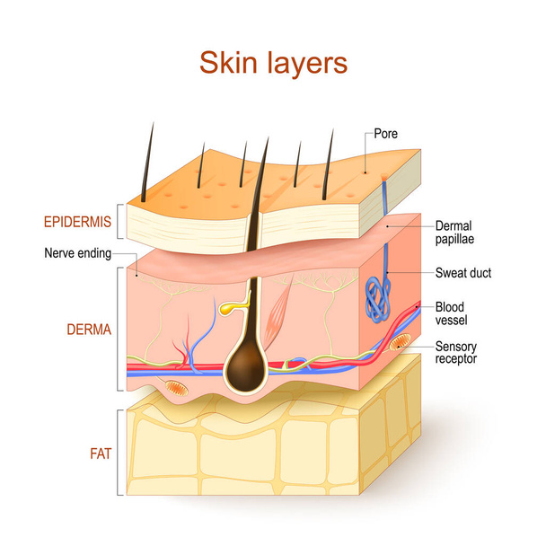 Bőrrétegek. Epidermisz, Derma, Hypodermisz. Az emberi bőr szerkezete: haj, érzékszervi receptor és idegvégződés, véredény, fájdalom, bőrpapillák, izzadságcsatorna és faggyúmirigy. Vektor illusztráció. Orvosi és oktatási célú plakát. - Vektor, kép
