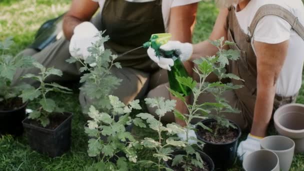 Lähikuva Laukaus vanhempi pari puutarhanhoito yhdessä ulkona, Uudelleenistutus Potted kukkia - Materiaali, video
