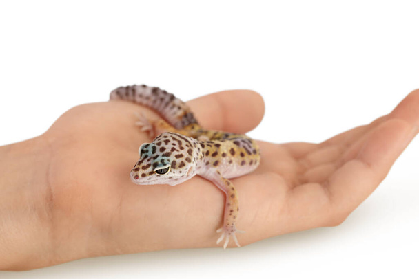 Leopard gecko lub Eublepharis macularius na dłoni odizolowany na białym tle ze ścieżką wycinania i pełną głębią ostrości - Zdjęcie, obraz