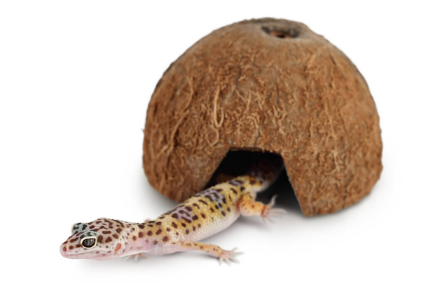 Leopard gecko lub Eublepharis macularius izolowany na białym tle ze ścieżką wycinania i pełną głębią ostrości - Zdjęcie, obraz
