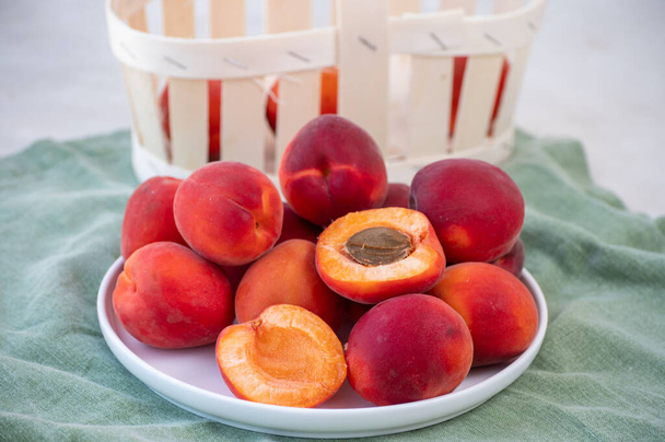 New harvest of fresh ripe sweet red apricots in Provence, France - Photo, Image