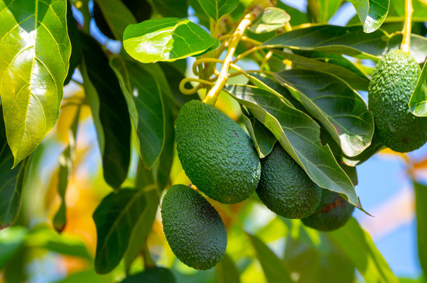 Green ripe organic avocados fruits hanging on avocado trees plantation - Photo, Image