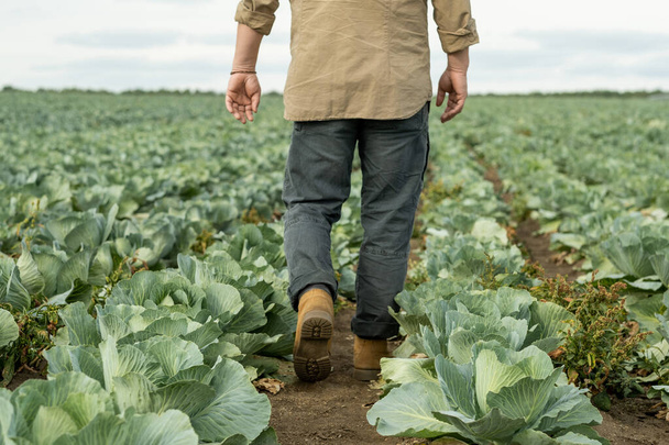 Вид ззаду сучасного фермера, що ходить серед вирощуваних капусти
 - Фото, зображення