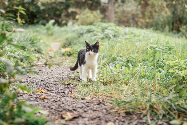 Pequeño gatito blanco y negro de 4 meses de edad camina por el camino entre la hierba verde borrosa - Foto, Imagen