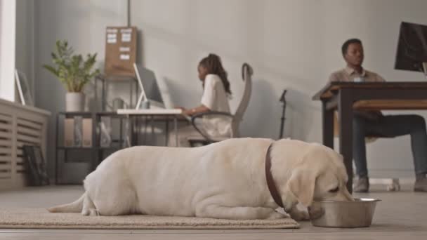 Stab shot van schattige speelse Zand Labrador eten van metalen kom op de vloer van hedendaagse huisdier vriendelijke kantoor, terwijl Afro-Amerikaanse man en vrouw werken op pc 's op de achtergrond - Video