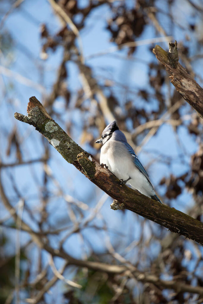 Curioso y territorial arrendajo azul (Cyanocitta cristata), con su cresta parcialmente hacia arriba, mirando a su alrededor con cautela desde su percha en una rama de árbol - Foto, Imagen
