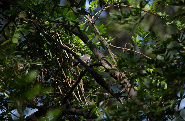 Північний сміх птахів (Mimus poslyglotto) вкладений в дерево
 - Фото, зображення