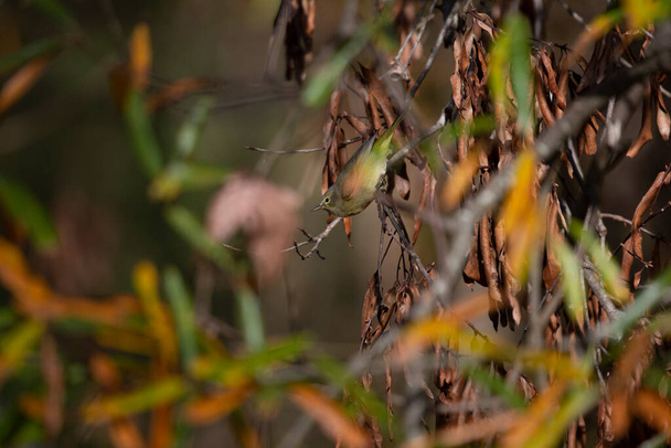 Parula coronata d'arancia (Vermivora celata) arroccata maestosamente su un ramoscello - Foto, immagini