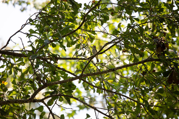 Czerwonooki vireo (Vireo olivaceus) usiadł majestatycznie na kończynie drzewa - Zdjęcie, obraz