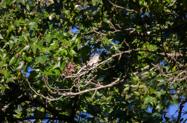 Северный пересмешник (Mimus poslyglotto) на ветке дерева - Фото, изображение