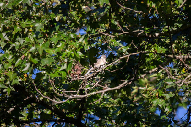 Цікавий північний сміх птахів (Mimus poslyglotto) озирається навколо дерева кінцівки
 - Фото, зображення