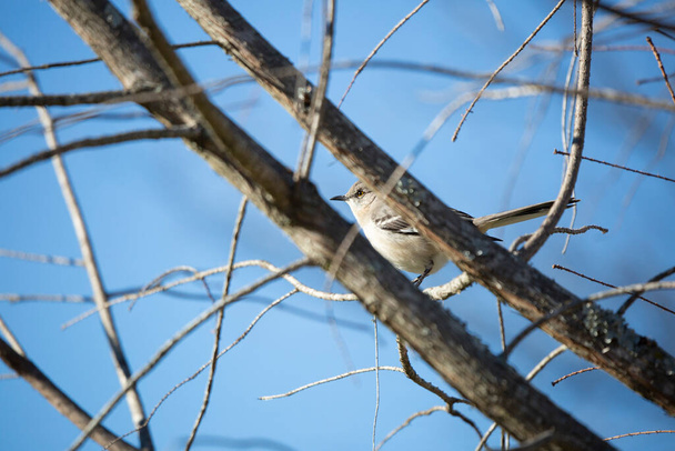 Uccello beffardo del nord (Mimus poslyglotto) appollaiato dietro due rami d'albero - Foto, immagini