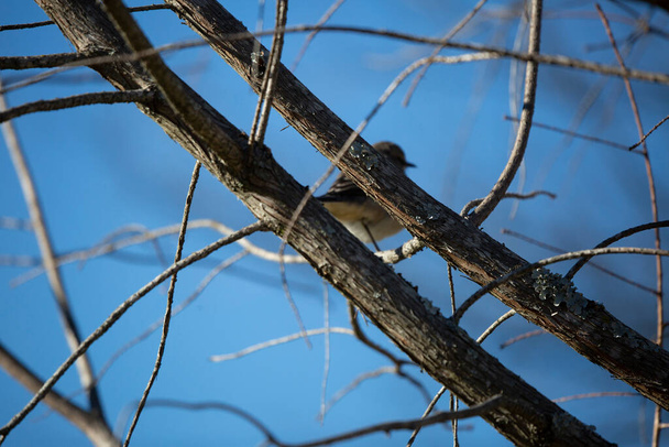 Δύο κλαδιά δέντρων μπροστά από μια μη εστιασμένη βόρεια mockingbird (Mimus poslyglotto) - Φωτογραφία, εικόνα
