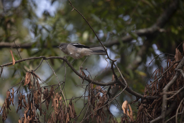 Northern mockingbird (Mimus poslyglotto) preparing to take off from a dead tree branch - Фото, изображение