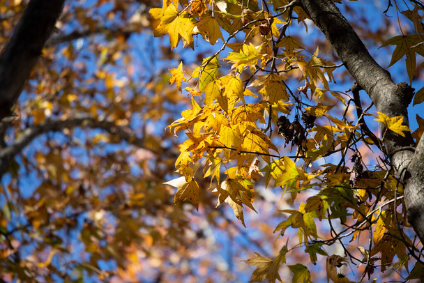Yellow leaves on a tree with a blue sky peeking out - Zdjęcie, obraz