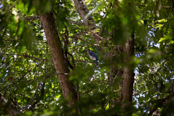 Curioso arrendajo azul (Cyanocitta cristata) mirando a su alrededor desde la percha - Foto, Imagen