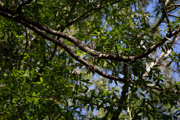 Varón de garganta negra (Setophaga virens) encaramado en un árbol - Foto, imagen
