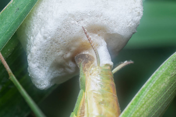 mantis religiosa femenina hornear sacos de huevo en la hoja de hierba - Foto, Imagen