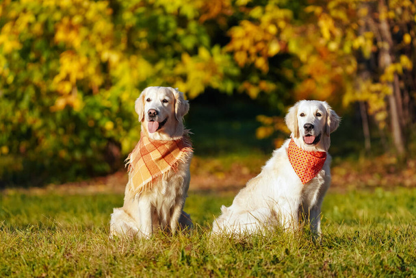 Deux récupérateurs dorés en bandanas lumineux sont assis dans le parc à chiens d'automne - Photo, image