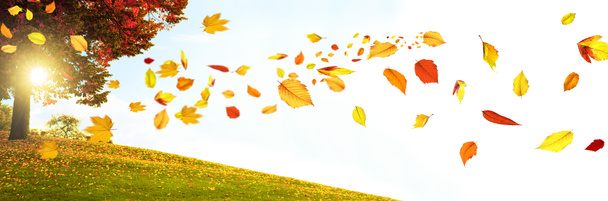 Beau fond d'automne avec des feuilles jaunes et rouges. - Photo, image