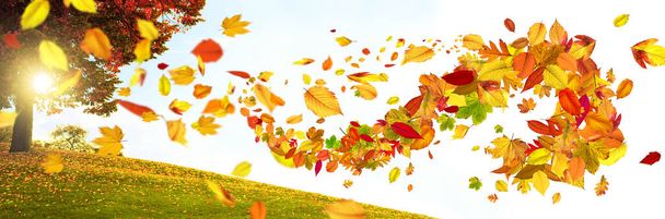 Hermoso fondo de otoño con hojas amarillas y rojas. - Foto, Imagen