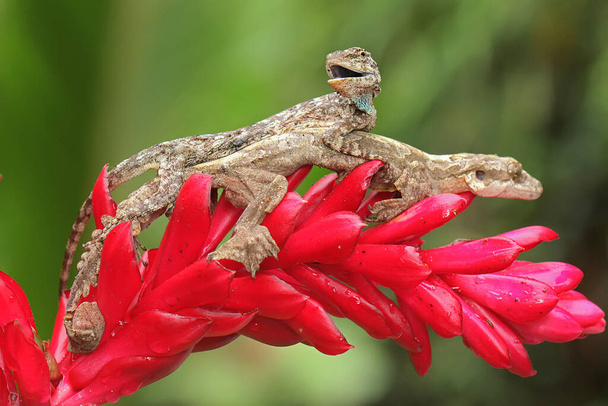 東洋の庭のトカゲは、野生の花にドラコ火山と日光浴です。この爬虫類の学名はCalversotes colorです.  - 写真・画像