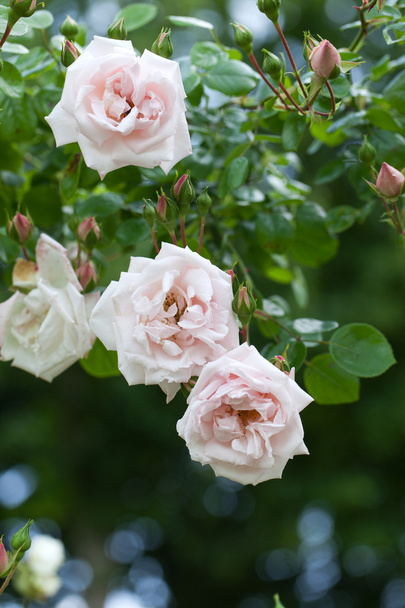 Rosa rosa en la rama en el jardín
 - Foto, imagen