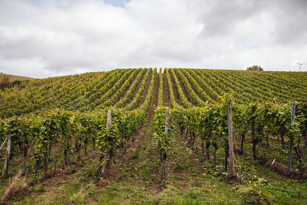 REMICH, LUXEMBURG-OKTOBER 2021: Reportage bij de seizoensgebonden Elbling druiven oogsten in de wijngaarden druiven oogsten in de wijngaarden - Foto, afbeelding