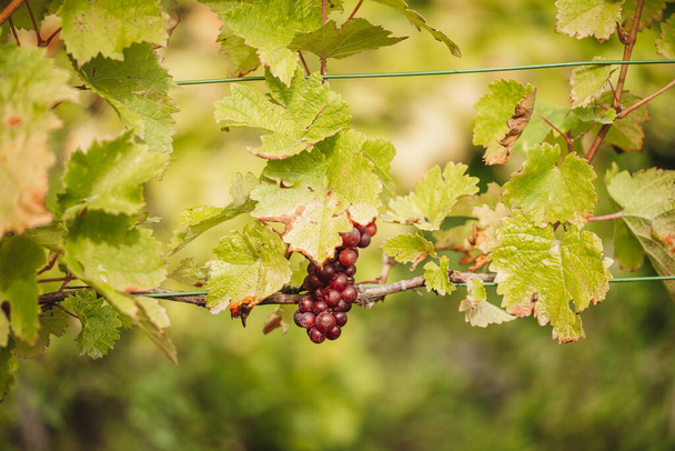 REMICH, LUXEMBOURG-OCTOBER 2021: Репортаж про сезонне збирання винограду Elbling у виноградниках
 - Фото, зображення