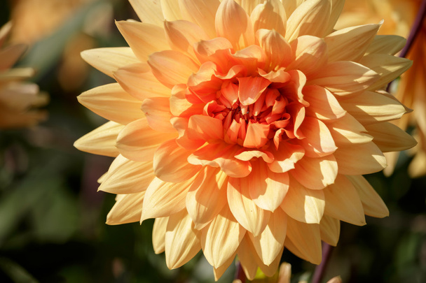 Turuncu yıldız çiçeği - Fotoğraf, Görsel