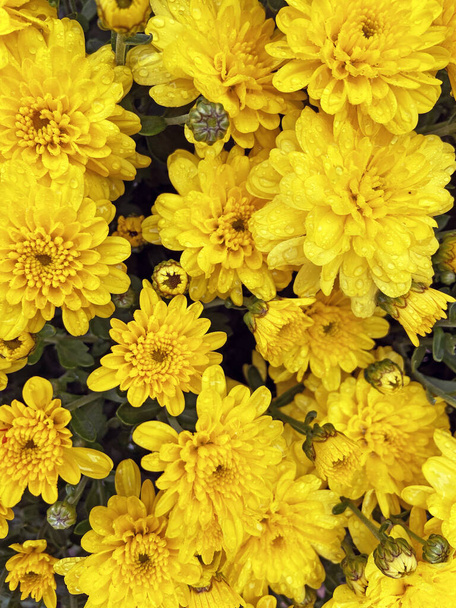 amarillo asters bouquet, muchos asters al aire libre, primer plano - Foto, Imagen
